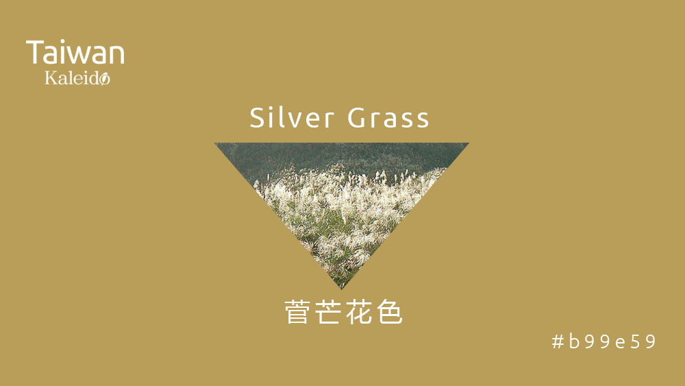 本週精選：菅芒花色 Silver Grass #b99e59